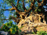 Tree of Life in the Animal Kingdom, Disneyworld.