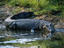 Crocodile , Kakadu National Park