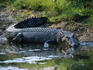 Saltwater Crocodile on waters edge.