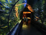 Shark Reef Aquarium, Mandalay Bay.