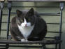 Cat at cafe Bastionen og Loven.