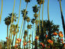 Roses and palm trees in Palisades Park, Santa Monica, late afternoon.