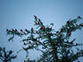 Carmine Bee Eaters ( Merops nubicoides ) in a tree along the Zambezi River