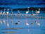 Flamingos on the beach.