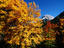 Trees, Switzerland