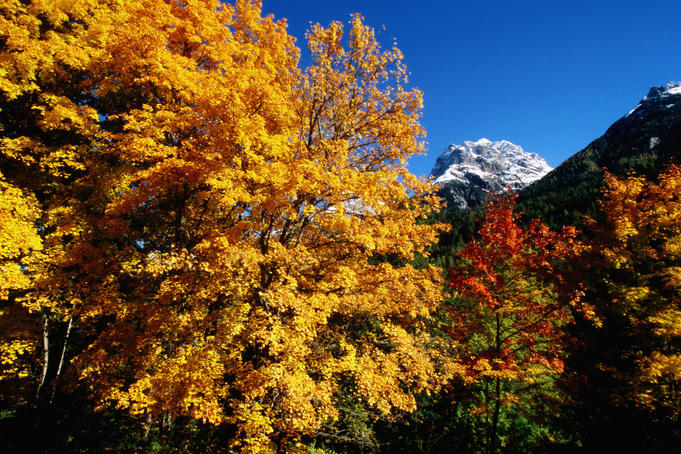 Trees in autumn colours.