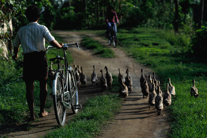 Indonesian man walking bicycle along the road with a flock of ducks in Ubud, Bali