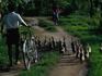 Indonesian man walking bicycle along the road with a flock of ducks in Ubud, Bali