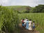 Family walking through sugarcane fields, Mauritius