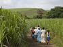 Family walking through sugarcane fields near Rochester Falls.