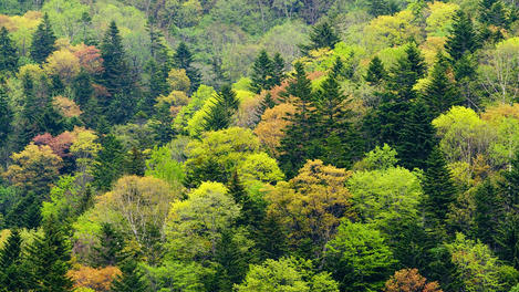 Trees, Hokkaido