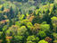 Trees, Hokkaido