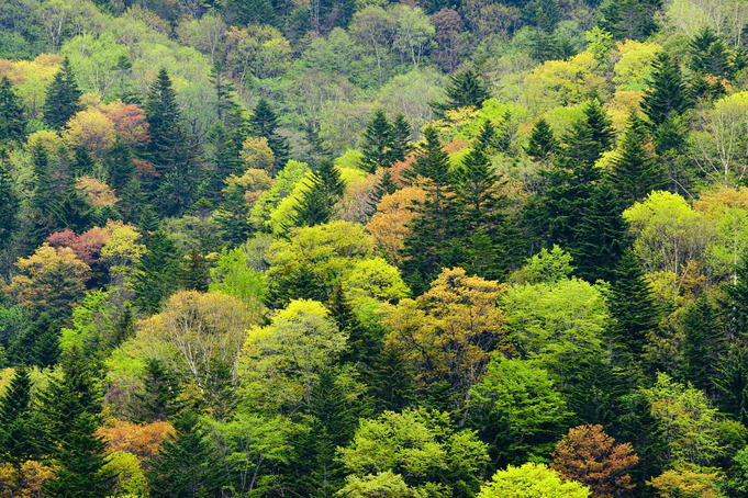 Trees in the colours of spring.