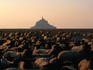 The light of dawn dances across the backs of black-faced sheep in a field, with Mont Saint Michel behind them - Normandy