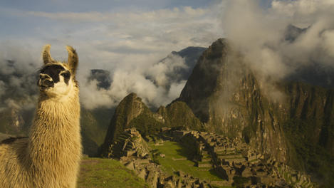 Llama, Peru