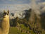 Llama, Peru
