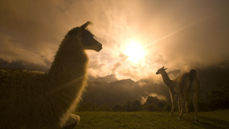 Llama, Machu Picchu