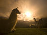 Llama and clearing mist along Inca Trail.