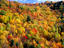 Forest in Autumn.
