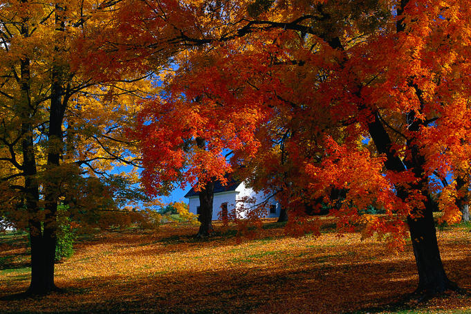 A foliage tour of New England
