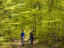 Green beech forest, Sweden