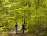 Hikers walk through green beech forest, Havang in Scania.