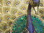 Mirror peacock, City Palace, Udaipur
