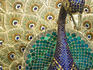 Detail of a lifesize mirror peacock in City Palace.