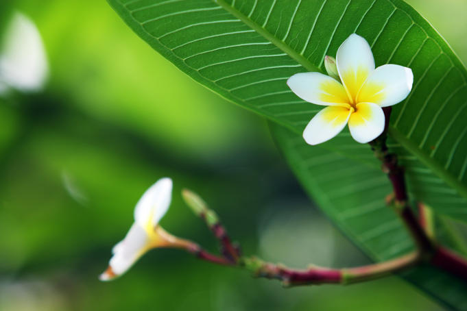 Frangipani flowers.