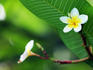 Frangipani flowers.