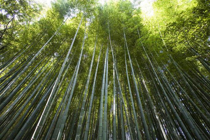 Bamboo Forest, Arashiyama.