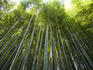 Bamboo Forest, Arashiyama.