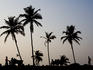 Silhouette of coconut palms and people at sunset, Vagator Beach.