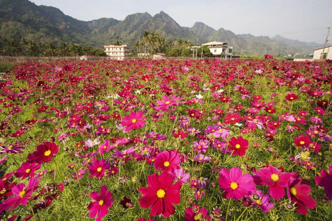 Field of flowers known as 'Cosmos' by the locals.