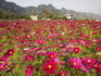 Field of flowers known as 'Cosmos' by the locals.