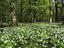 Forest anemones, Sweden