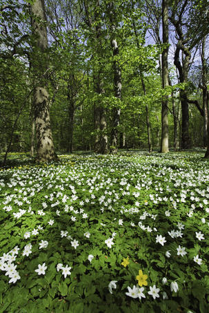 Beechforest filled with forest anemones (Anemone nemorosa) in spring.