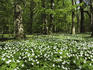 Beechforest filled with forest anemones (Anemone nemorosa) in spring.