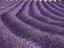 Lavender field, Provence.