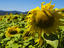 Sunflowers, Côte d’Azur