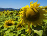 Sunflowers.
