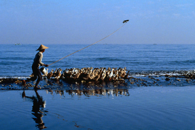Duck man at Singaraja