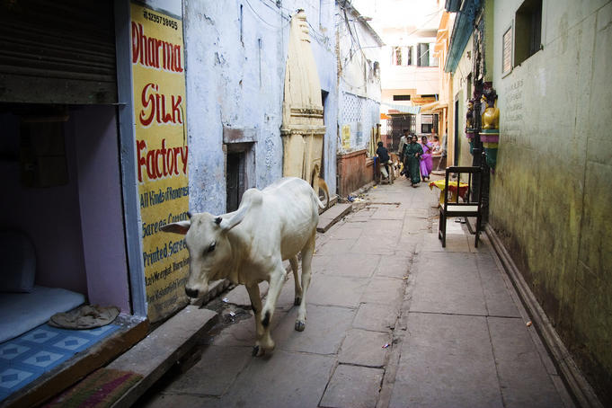 Lone white cow walking through the streets.