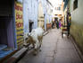 Lone white cow walking through the streets.