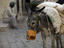Laiden Donkey takes break, Medina