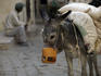 Donkey laiden with goods takes a break, Medina.