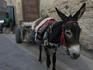 Bin man and his donkey and cart, Medina.