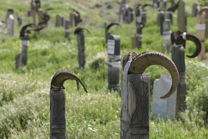 Huge horns from mountain goats, considered sacred, protecting tombs in village cemetery.
