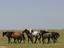 Horses grazing, Turkmenistan