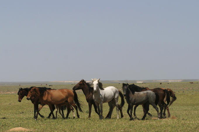 Horses grazing on plain.